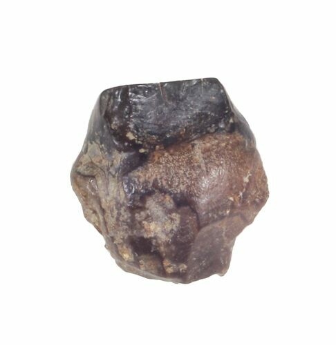 Triceratops Shed Tooth - Montana #41293